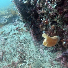 Halocynthia aurantium