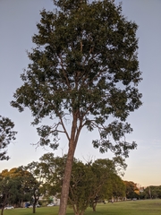 Bowdichia virgilioides