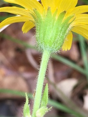 Arnica acaulis