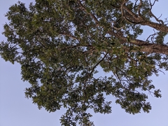 Bowdichia virgilioides