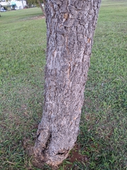 Bowdichia virgilioides