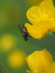 Thricops semicinereus