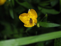 Thricops semicinereus