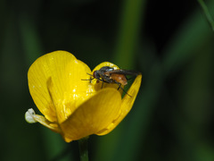 Thricops semicinereus