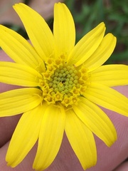 Arnica acaulis