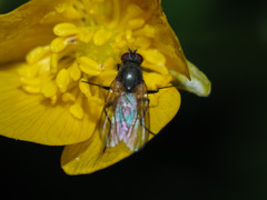 Thricops semicinereus