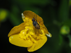 Thricops semicinereus