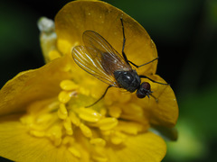 Thricops semicinereus