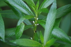Hygrophila