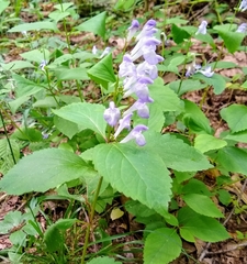 Scutellaria serrata