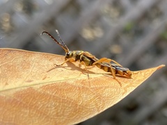 Necydalis cavipennis