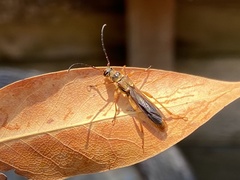 Necydalis cavipennis