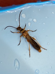 Necydalis cavipennis