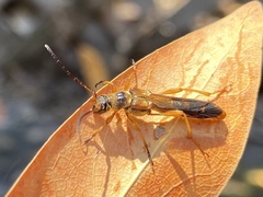 Necydalis cavipennis