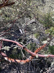Arctostaphylos pilosula