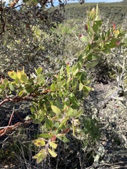 Arctostaphylos pilosula