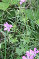 Geranium asphodeloides