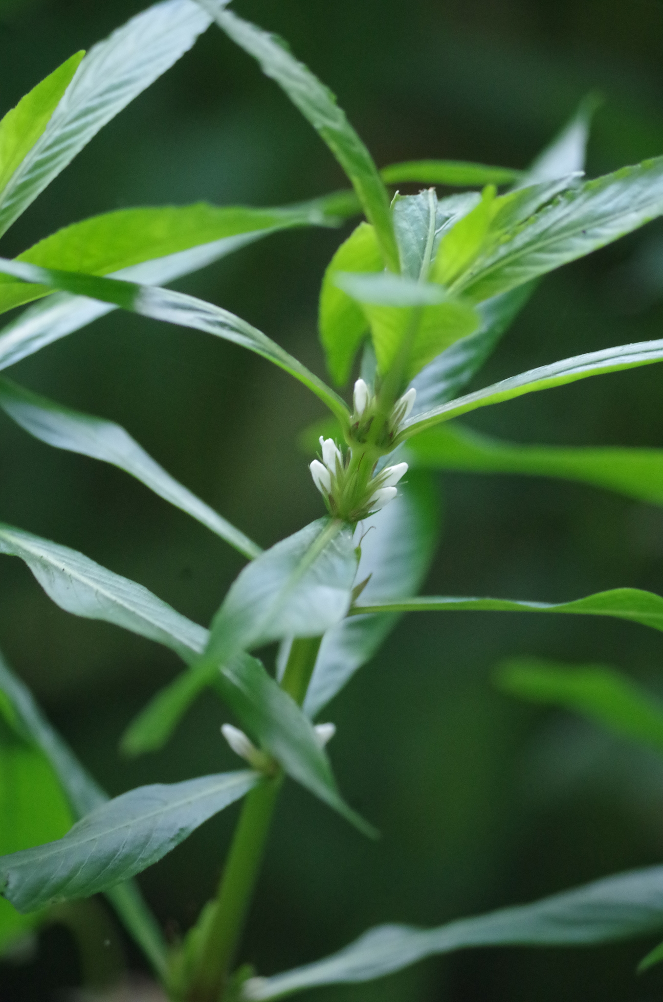 Hygrophila lacustris