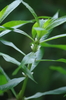 Gulf Swampweed - Photo (c) bbk-htx, some rights reserved (CC BY-NC)