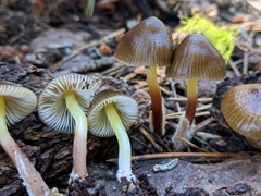 Mycena nivicola