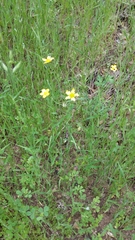 Ranunculus occidentalis