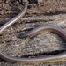 Northern Legless Lizard - Photo (c) J. Maughn, some rights reserved (CC BY-NC), uploaded by James Maughn