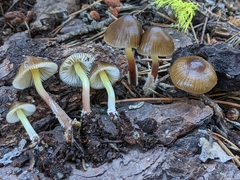 Mycena nivicola