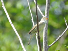 Acrocephalus palustris
