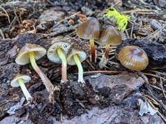 Mycena nivicola