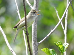 Acrocephalus palustris