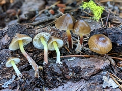 Mycena nivicola