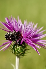 Oxythyrea funesta