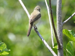 Acrocephalus palustris