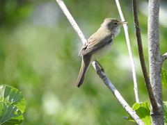 Acrocephalus palustris