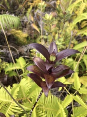 Kadua centranthoides