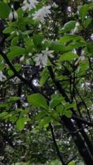 Styrax redivivus