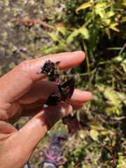 Kadua centranthoides