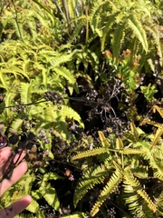 Kadua centranthoides