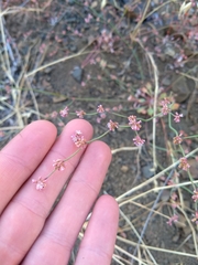 Eriogonum cithariforme