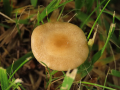 Agrocybe paludosa