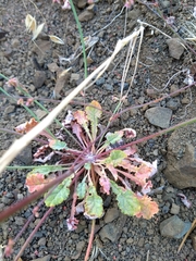 Eriogonum cithariforme