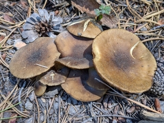 Melanoleuca angelesiana