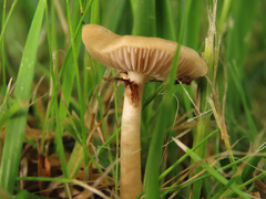 Agrocybe paludosa