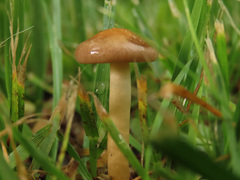 Agrocybe paludosa