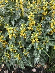 Lamium galeobdolon flavidum