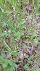 Ranunculus occidentalis