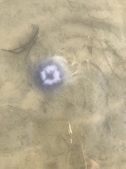 Cyanea lamarckii