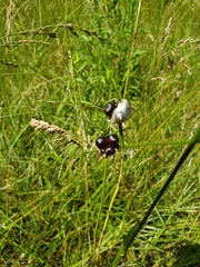 Allium