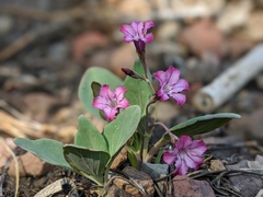 Cycladenia humilis