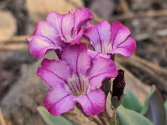 Cycladenia humilis